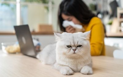 Tips for Allergic Pet Owners