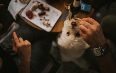 Where to Dine with Your Furry Friends in Austin