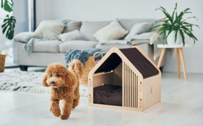 Design Ideas for Your Pet-Friendly Space