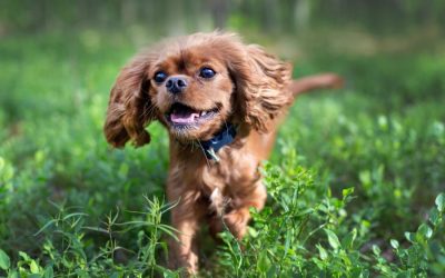 Tips for Keeping Your Pet Happy and Healthy