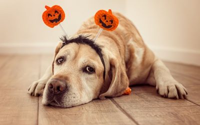 How to have a Pet-Friendly Halloween