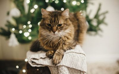 Preparing your Pets for the Holidays