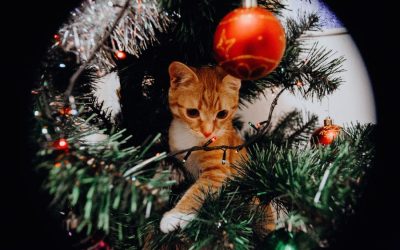 How to Cat-Proof Your Christmas Tree