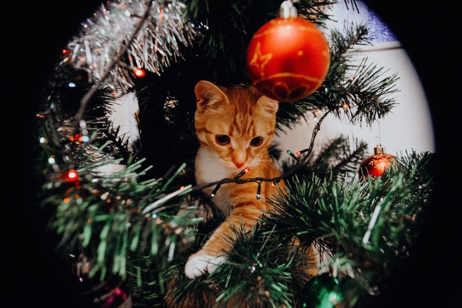 How to Cat-Proof Your Christmas Tree