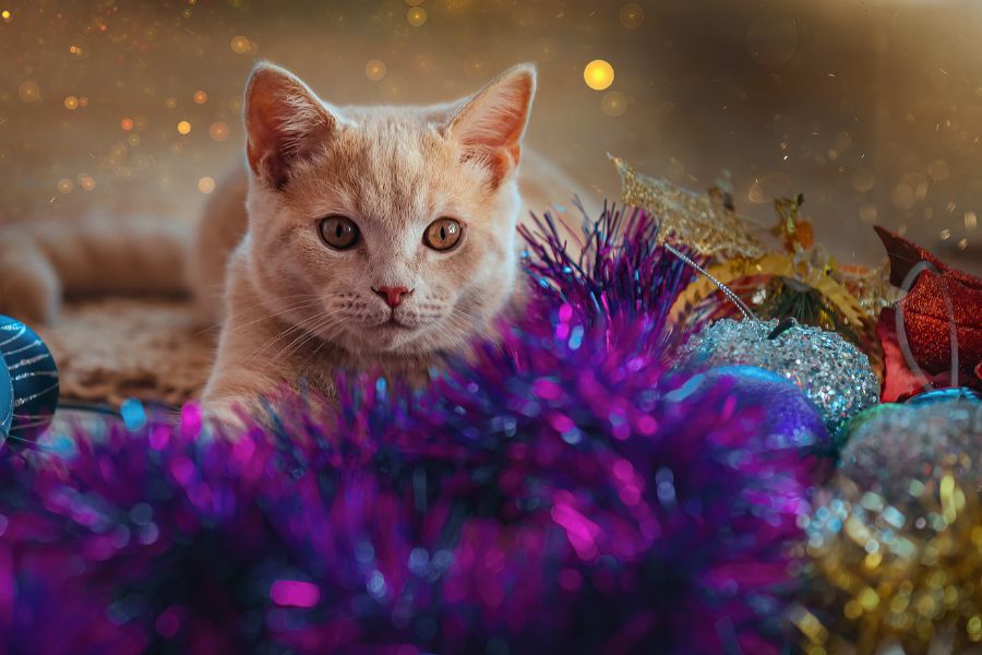 How to Cat-Proof Your Christmas Tree
