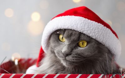 A Cat Gift-Guide