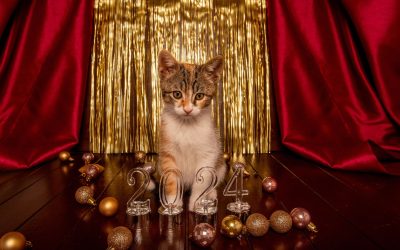 New Year’s Pet Resolution Ideas