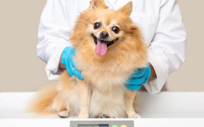 How to Help your Pet Lose Weight