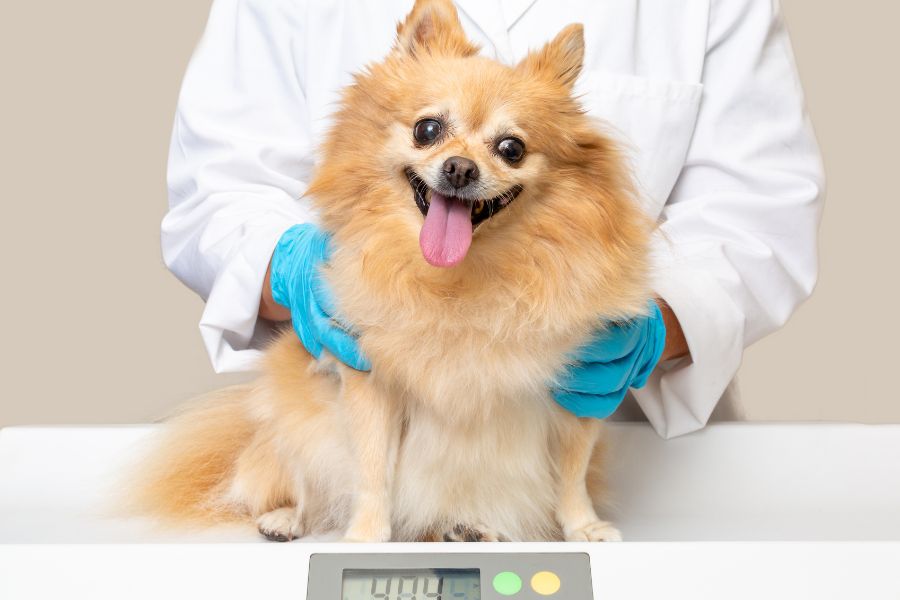 How to Help your Pet Lose Weight