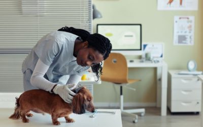 Heartworm Prevention Month