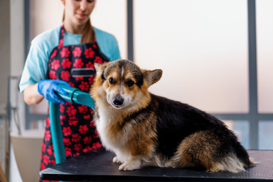 The Importance of Dog Grooming