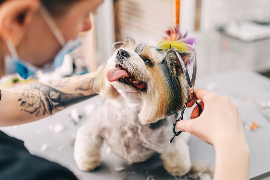 The Importance of Dog Grooming