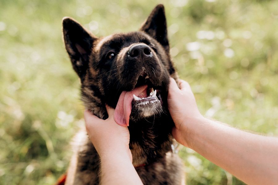 How to Prevent Dog Bites