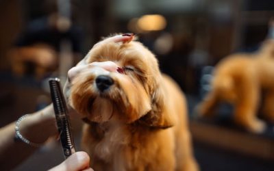 Summer Grooming Tips