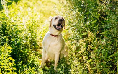 Understanding and Preventing Heat Stroke in Pets