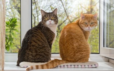 How to Keep Your Cats Active Indoors