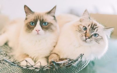 How to Keep your Cat Healthy