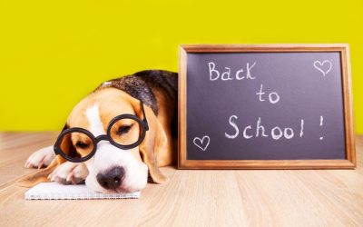 How to Create a Back-to-School Schedule for Your Pets