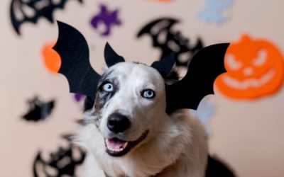 Halloween Pet Safety