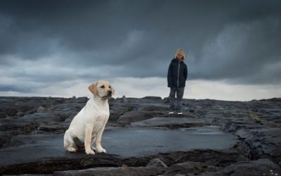 Storm Safety for Pets