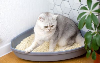 Choosing the Right Cat Litter