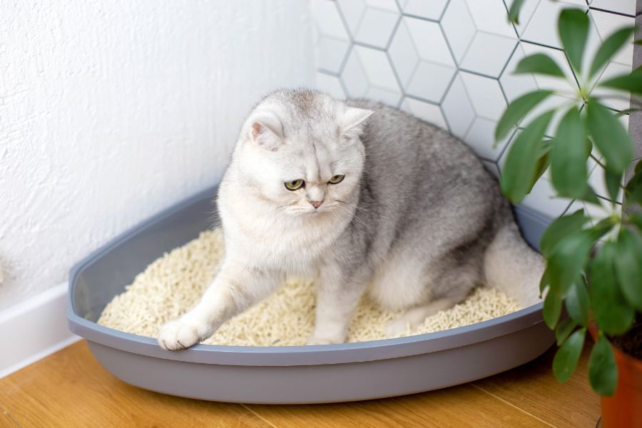 Choosing the Right Cat Litter