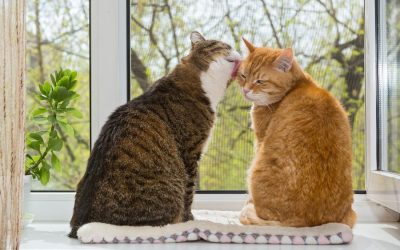 How to Socialize Your Cat