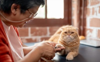 How to Train Your Cat for Nail Trims