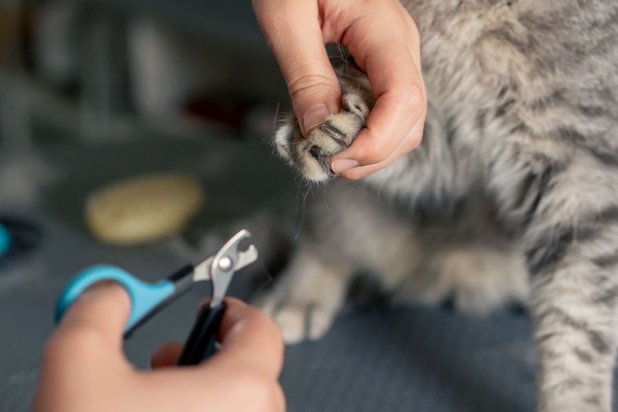 How to Train Your Cat for Nail Trims
