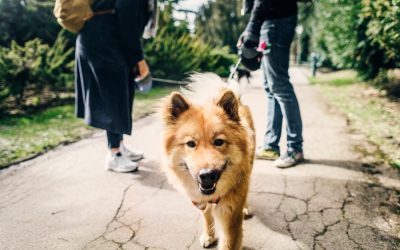 The Benefits of Walking Your Dog Regularly