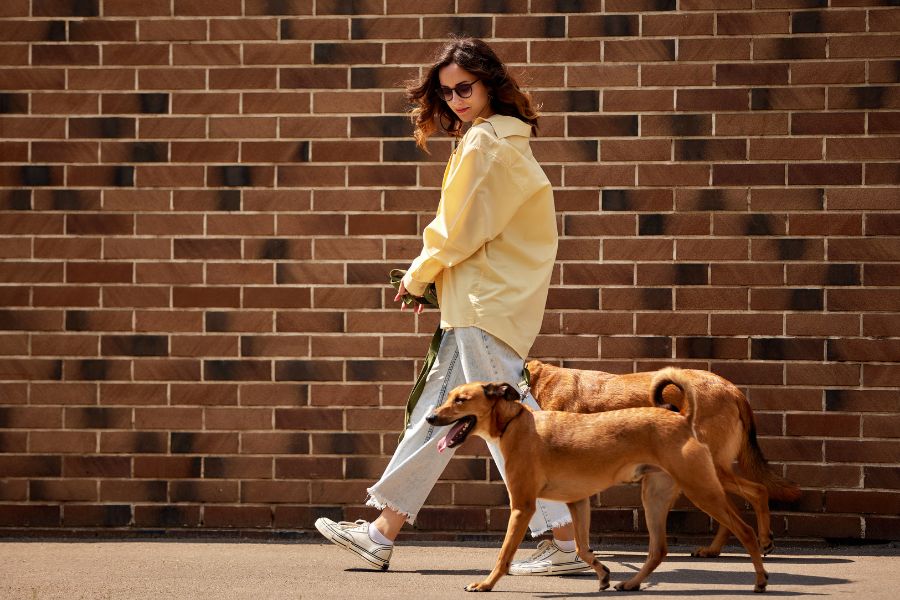 The Benefits of Walking Your Dog Regularly