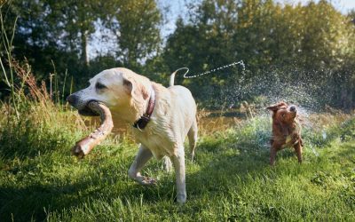 What are Dog Hot Spots and How to Heal and Prevent Them