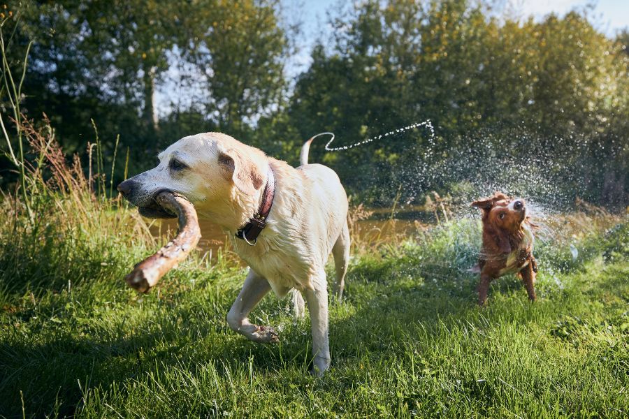 What are Dog Hot Spots and How to Heal and Prevent Them