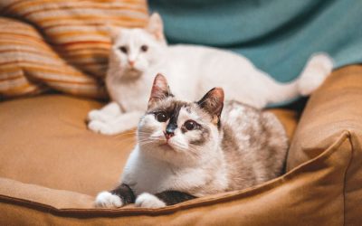 What is Feline Cardiomyopathy?