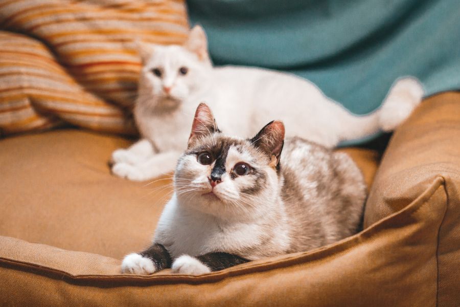 What is Feline Cardiomyopathy?