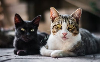 What to Look for When Adopting a New Cat