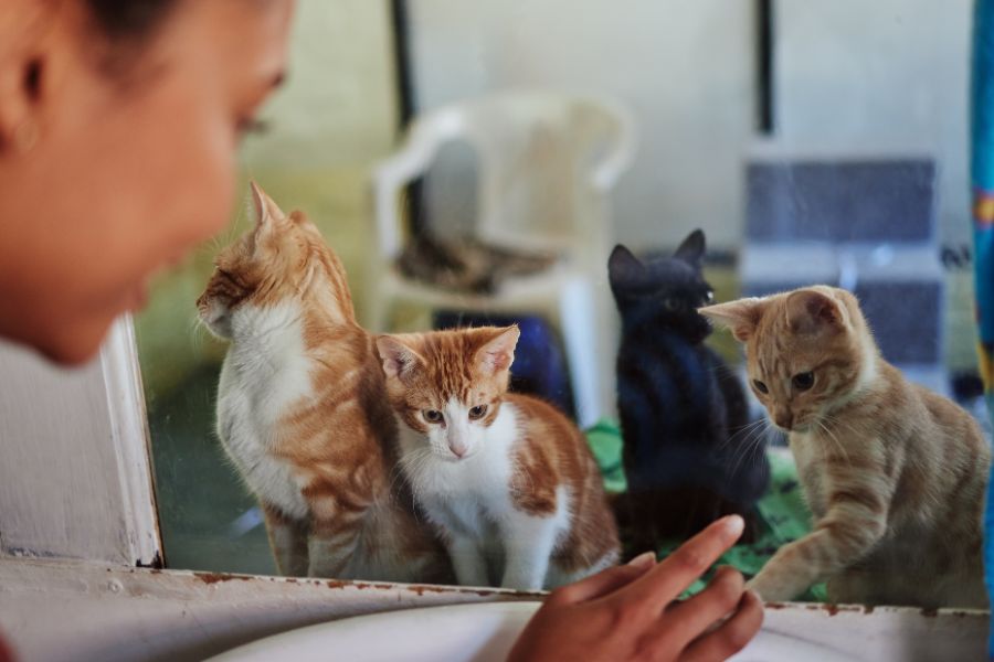 What to Look for When Adopting a New Cat