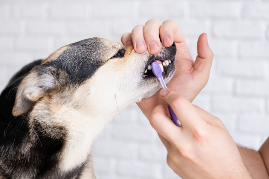 The Importance of Dog Oral Care