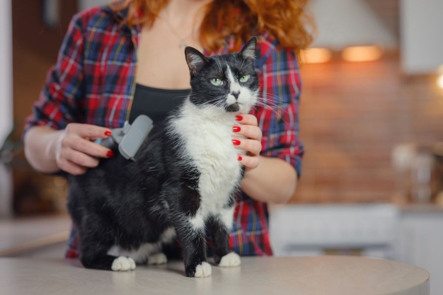 Managing Heavy Pet Shedding