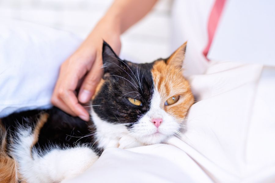 Cat Care for Long Periods Away