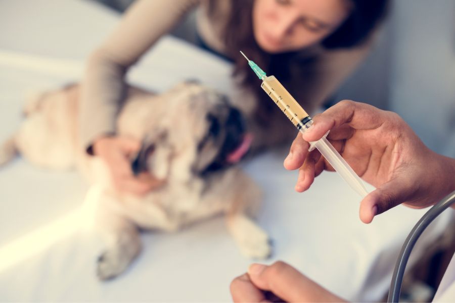 Why Vaccinating your Pet Matters