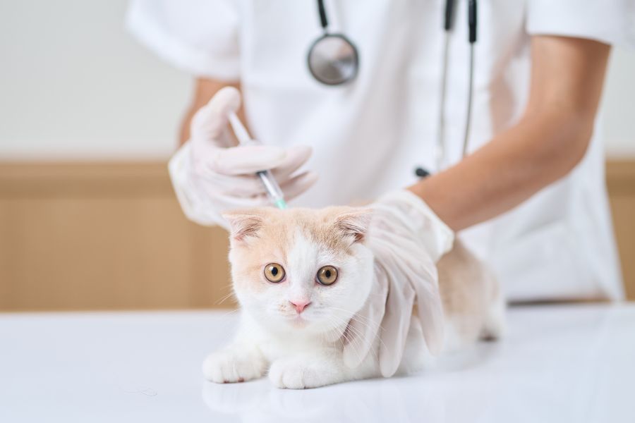 Why Vaccinating your Pet Matters