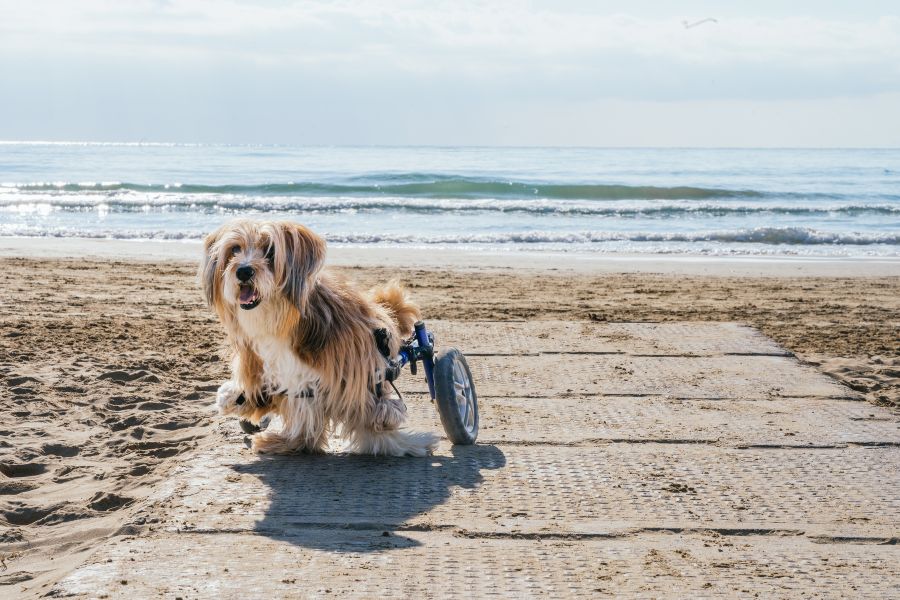 Tips for Caring for Dogs with Special Needs