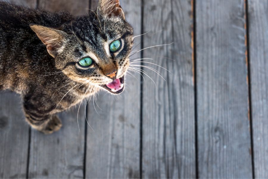 Understanding Common Cat Behaviors