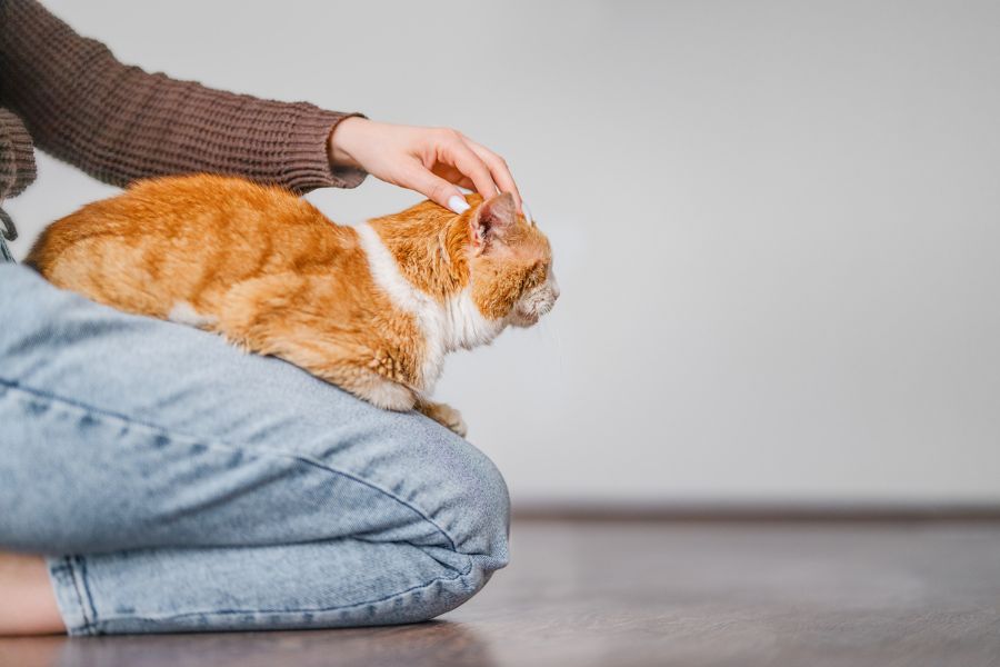 Understanding Common Cat Behaviors