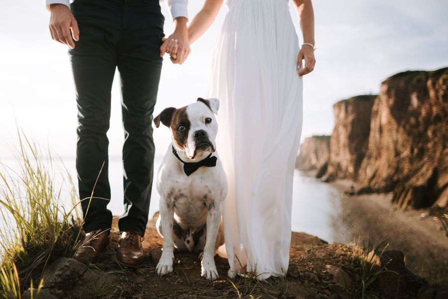 Ten Meaningful Ways to Incorporate Your Pet into Your Bridal Events