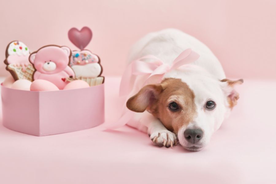 Ten Ways to Include Your Pet in Your Baby Shower