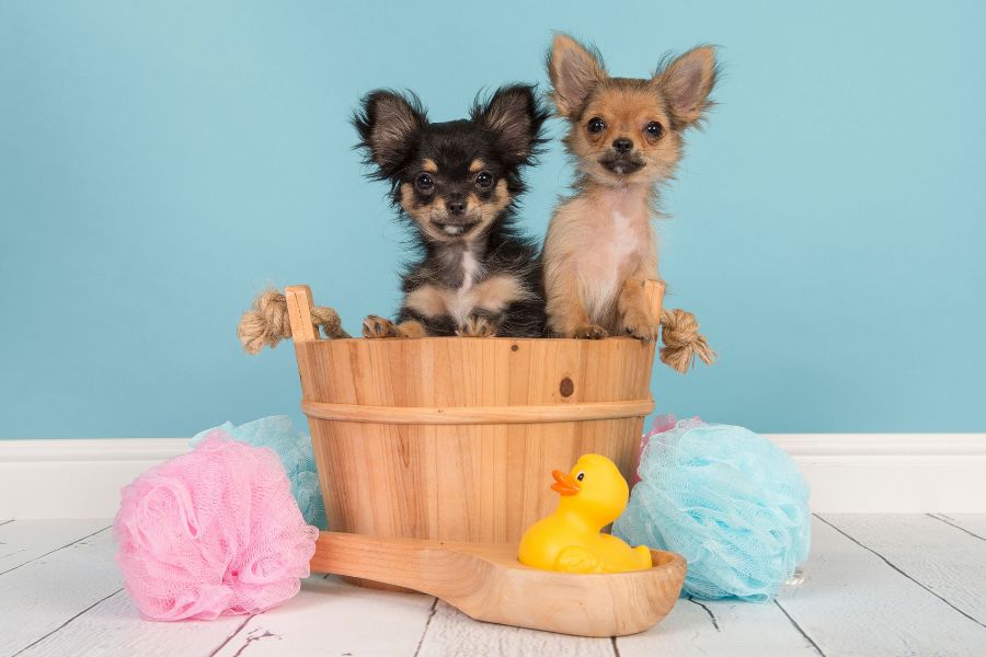 Ten Ways to Include Your Pet in Your Baby Shower