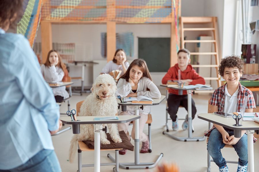 Five Things to Start Doing to Prepare Your Pets for a Back-to-School Schedule