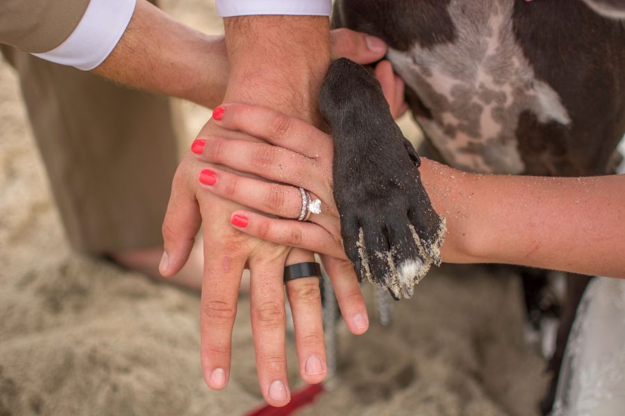 Five Tips to Consider When Incorporating Your Pet in Your Proposal